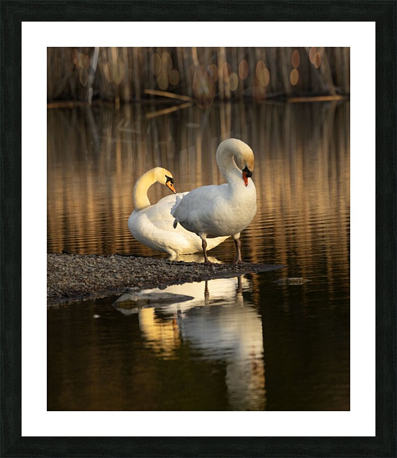 2331878 :: Framed Print