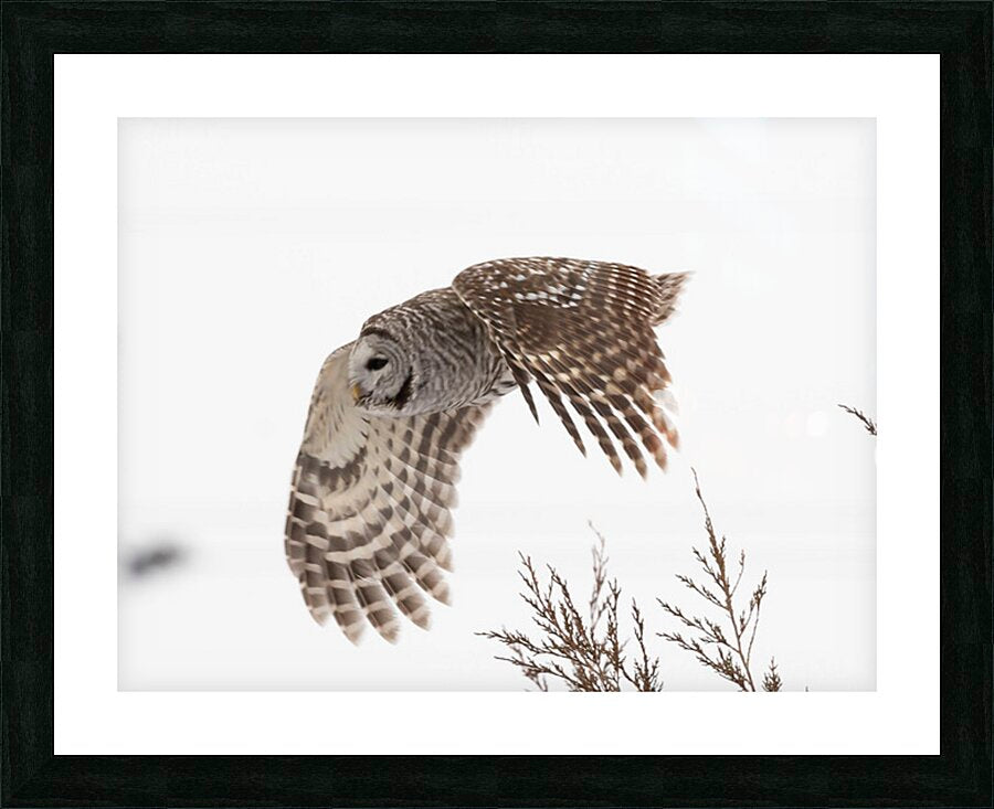 2335584 :: Framed Print