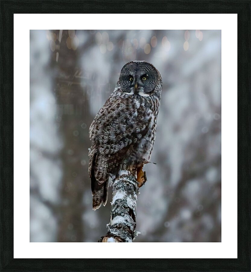 2335587 :: Framed Print