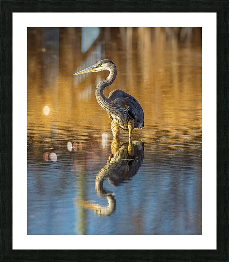2335605 :: Framed Print