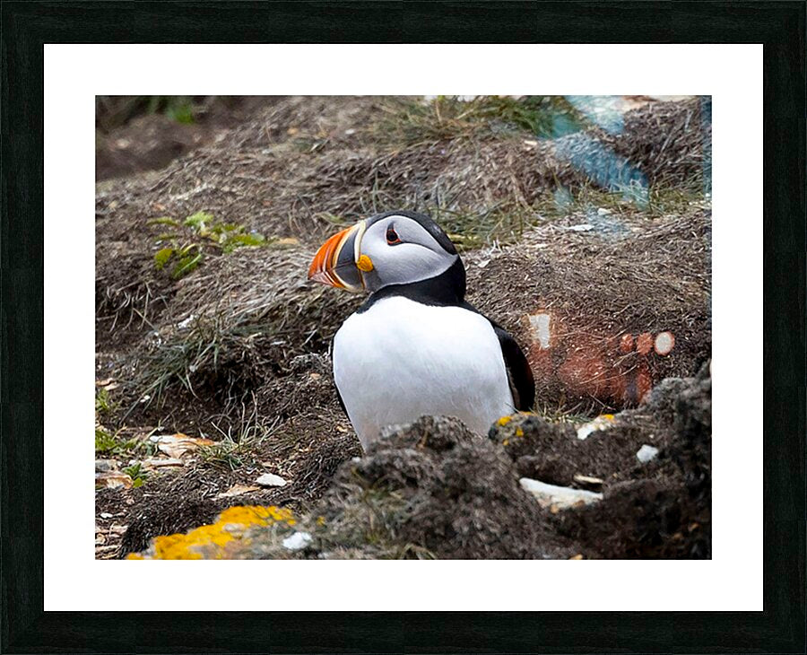 2335606 :: Framed Print