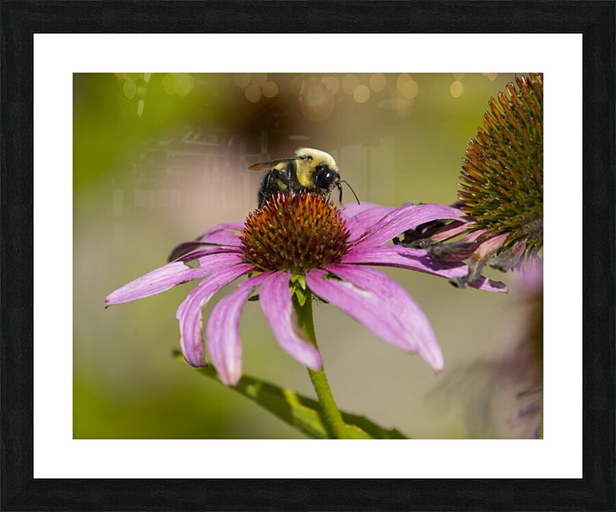 2335608 :: Framed Print