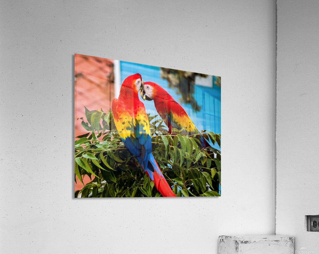 2335583 :: Acrylic Print