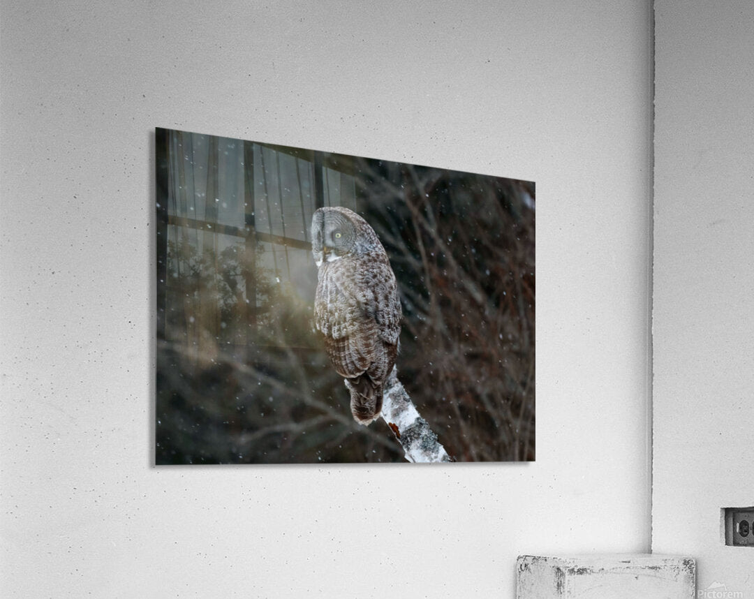 2335585 :: Acrylic Print