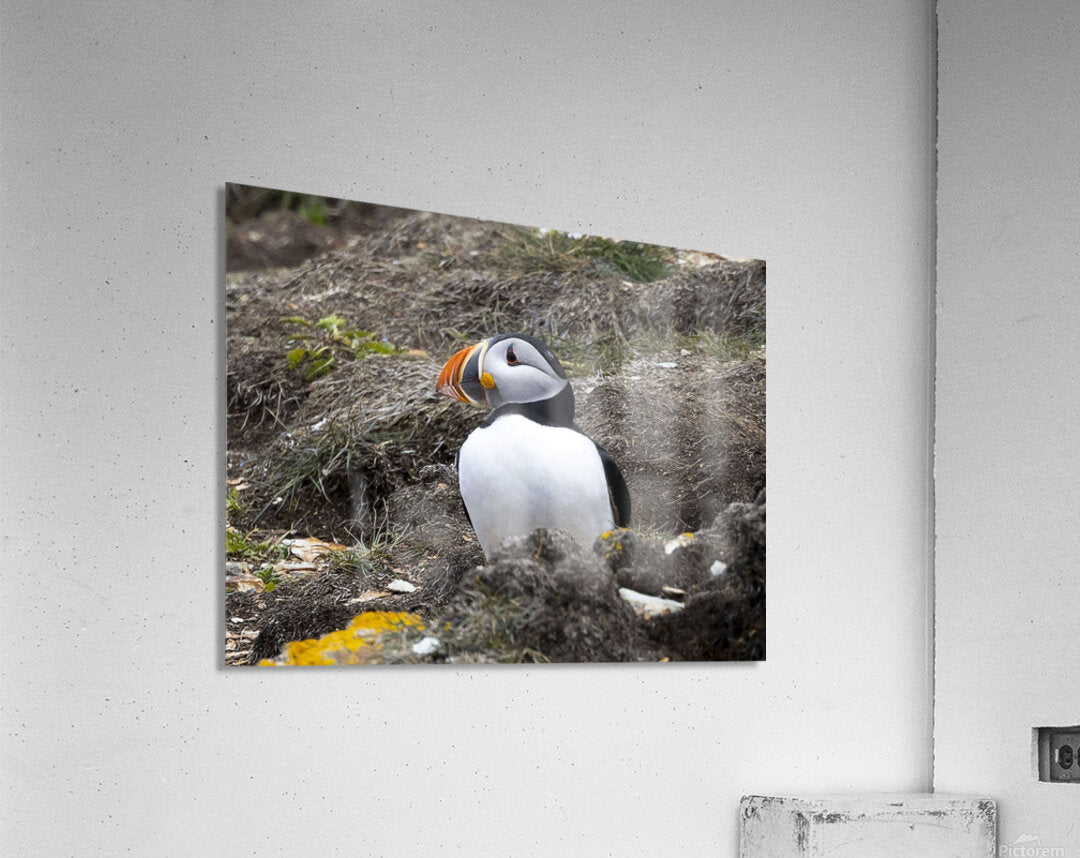 2335606 :: Acrylic Print