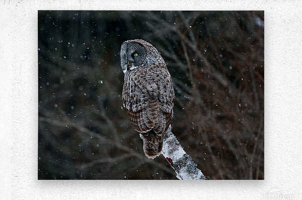 2335585 :: Brushed Metal Print