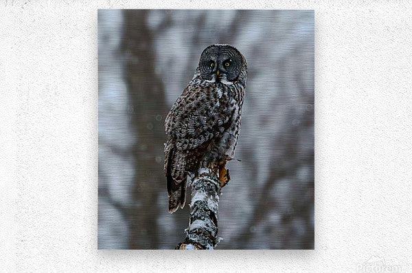 2335587 :: Brushed Metal Print