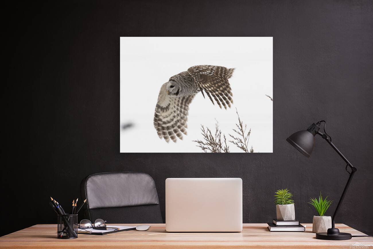 2335584 :: Giclée Stretched Canvas Print