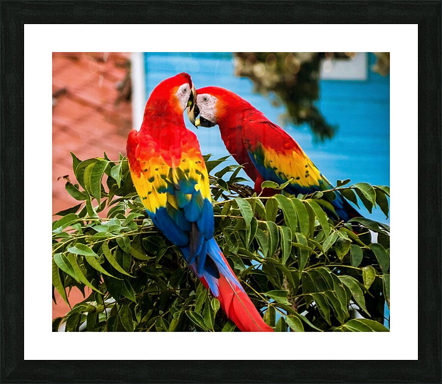2335583 :: Framed Print