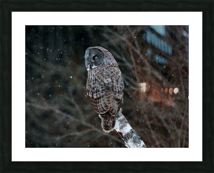 2335585 :: Framed Print