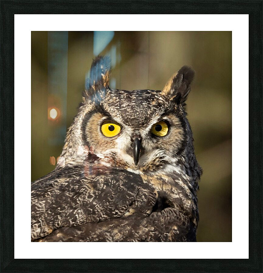 2335586 :: Framed Print