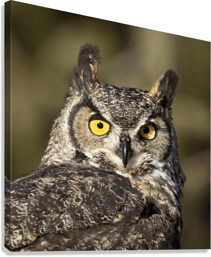 Great Horned Owl stretched canvas