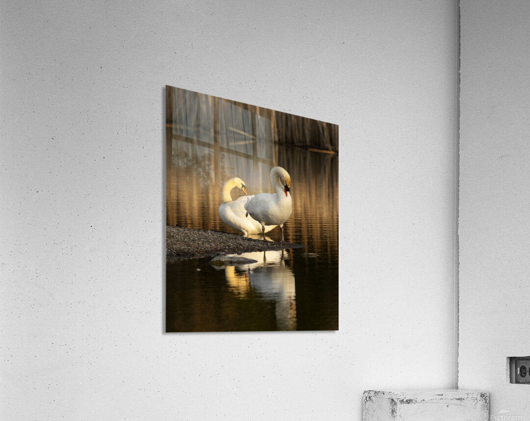 2331878 :: Acrylic Print