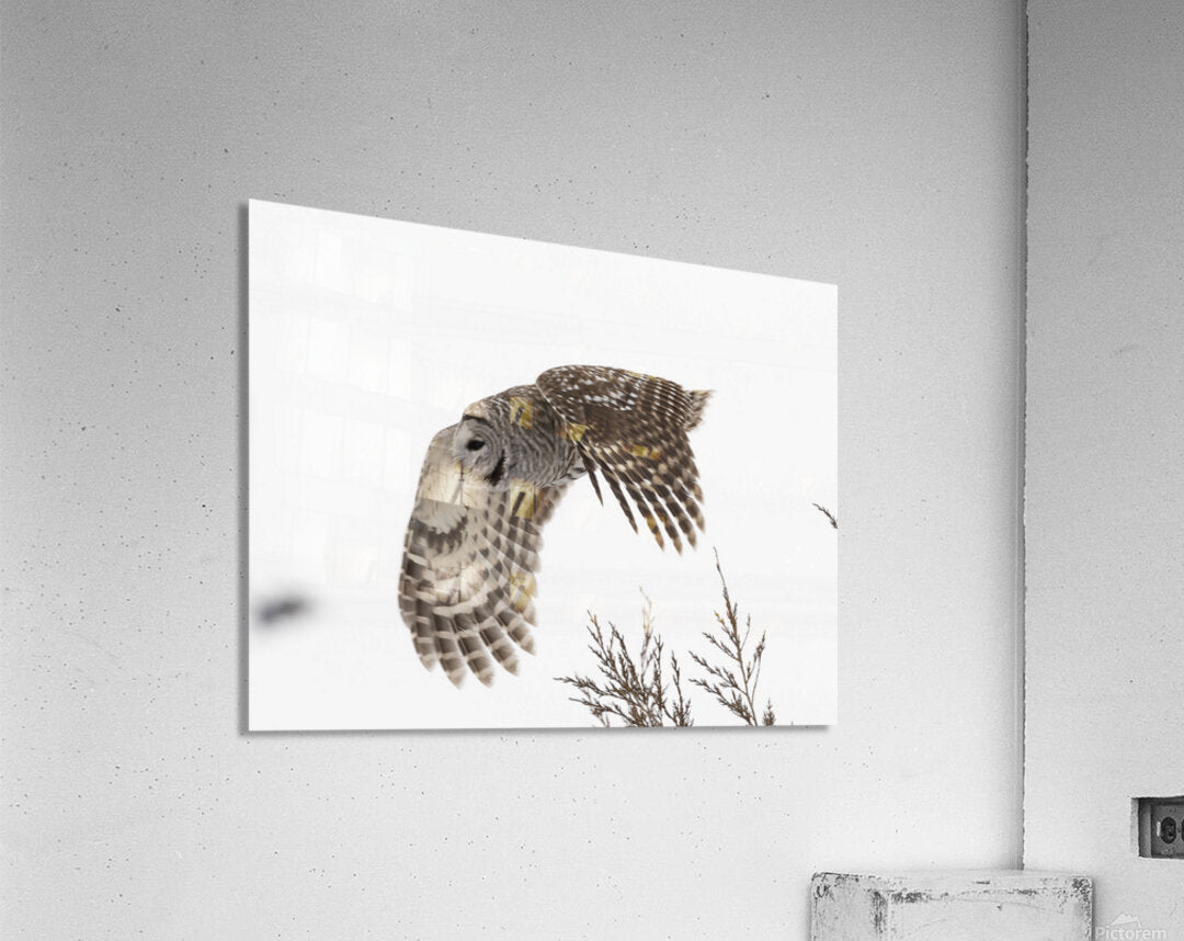 2335584 :: Acrylic Print