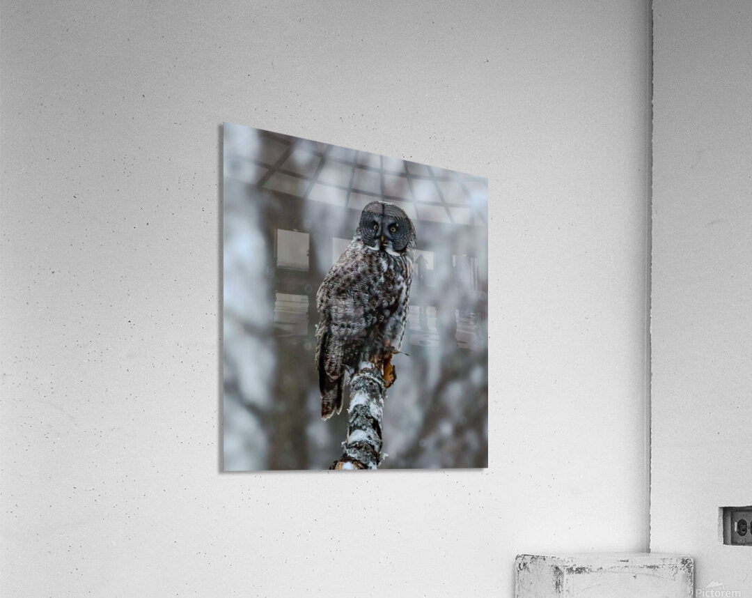 2335587 :: Acrylic Print