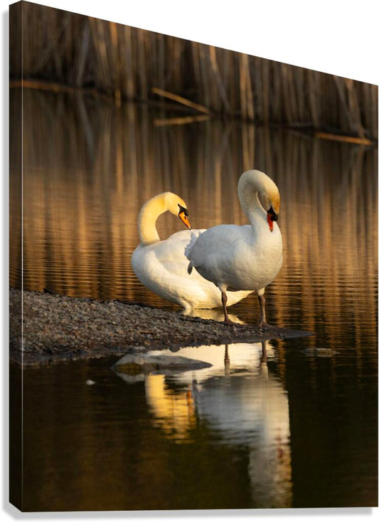 2331878 :: Giclée Stretched Canvas Print