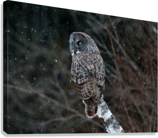 2335585 :: Giclée Stretched Canvas Print