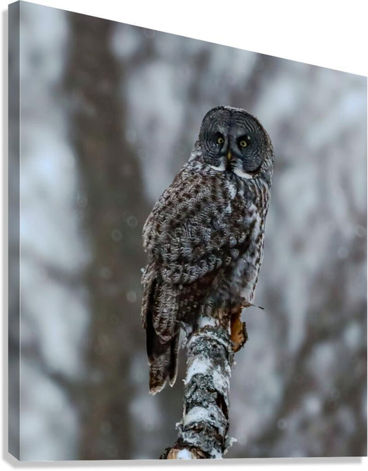 2335587 :: Giclée Stretched Canvas Print
