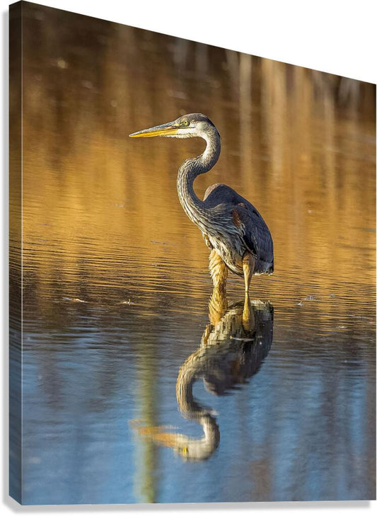 2335605 :: Giclée Stretched Canvas Print