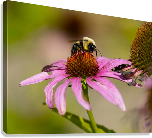 2335608 :: Giclée Stretched Canvas Print