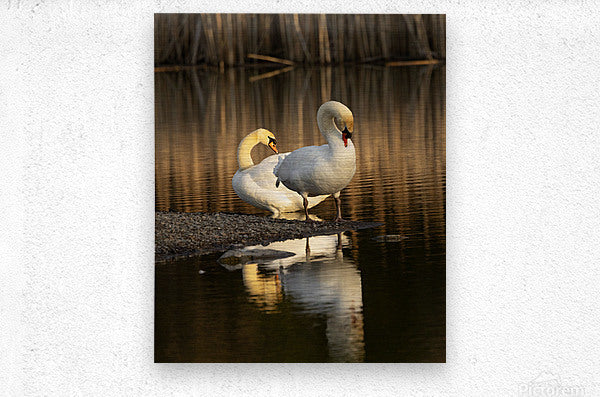 2331878 :: Brushed Metal Print