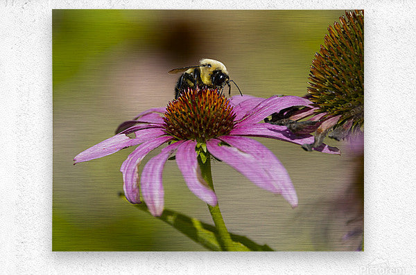 2335608 :: Brushed Metal Print