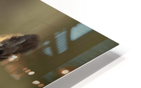 2335586 :: HD Sublimation Metal Print