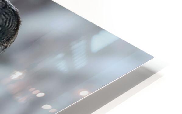 2335587 :: HD Sublimation Metal Print