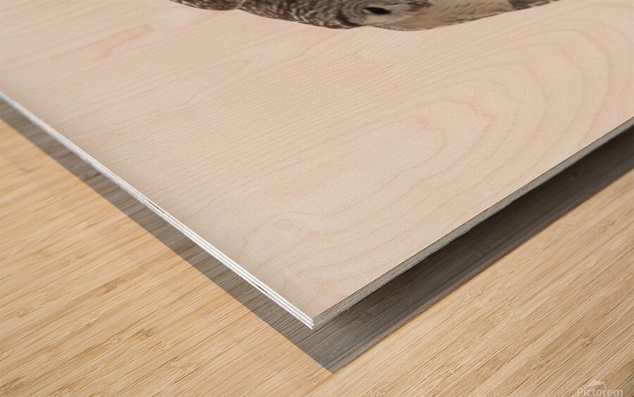 2335584 :: Wood Print