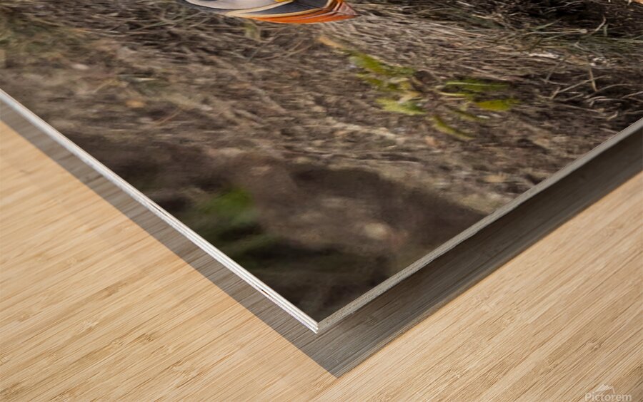 2335606 :: Wood Print